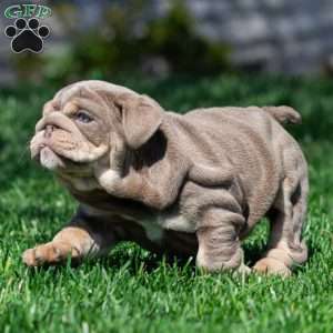 Indigo Pearl, English Bulldog Puppy